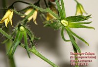 Tyazheloves_sibiri_seedlings_45_days_first_fruits_forming1.jpg