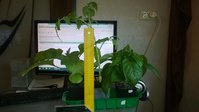WP_20150408_002.jpg