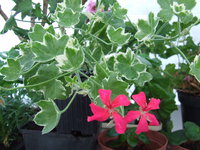 DSCF5431.JPG
