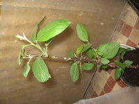 IMG_2326.JPG