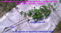 Несовместимость.jpg