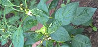 WP_20150621_07_38_09_Pro.jpg
