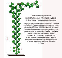 Shema-formirovanija-partenokarpicheskih-gibridov-s-buketnym-tipom-plodonoshenija..jpg