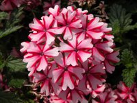Verbena-Lanai-Candy-Cane-at-Welby-Gardens-trials.jpg