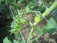 IMG_6403.jpg