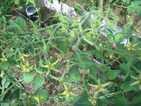IMG_6401.jpg