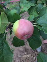 IMG_2155.JPG