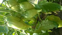WP_20150806_016.jpg