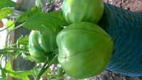 WP_20150806_024.jpg