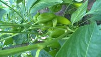 WP_20150806_027.jpg