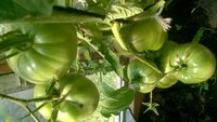 WP_20150806_056.jpg