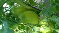 WP_20150806_055.jpg