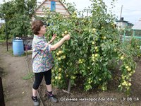 Осеннее низкорослое<br />3.08.2014