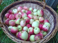 mantet0682.jpg