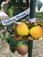 Кандиль август.jpg