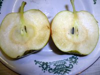яблоковидная груша в разрезе.jpg