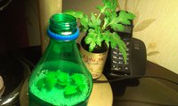 Под таким колпачком стояли