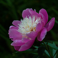 Bowl-of-Beauty_вопрос.jpg