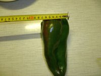 Семенной перец Красный Бык на 24 августа 1.jpg