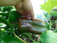 DSCN0258 Большой клык.JPG