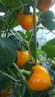 IMG_20150829_100251.jpg