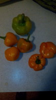 IMG_20150906_201738.jpg