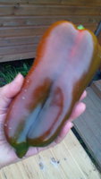 IMG_20150816_192041.jpg