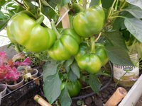 DSCN0255 Золотой дождь.JPG