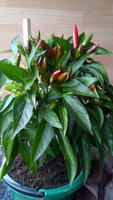 IMG_20150912_162558.jpg