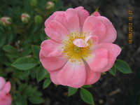 IMG_1827.JPG
