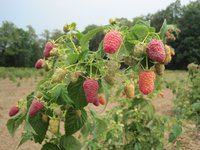 карамелька.jpg