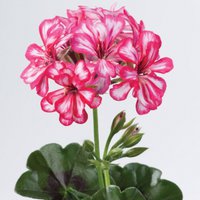 пеларгония 1.jpg