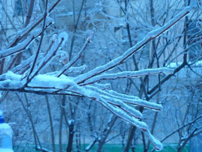 P1010794хрустальный лес.JPG