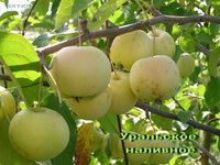 Уральское наливное