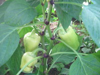 IMG_2864.JPG