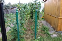IMG_1597.jpg