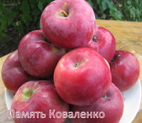 Память Коваленко<br />фото В.П.Браткина