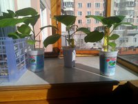 IMG_20160405_153104.jpg