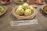 450px-Transparente_blanche.jpg