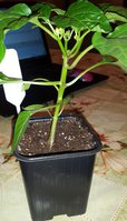 20160512_213339.jpg