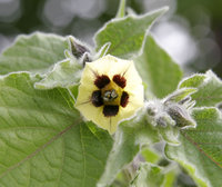 Gooseberry_flower.jpg