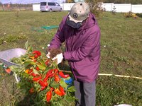 букет из горьких перцев-2 2011г.jpg