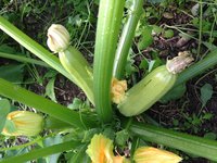 IMG_3694.jpg