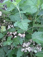 IMG_20160619_174415.jpg