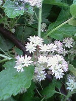 IMG_20160619_174519.jpg