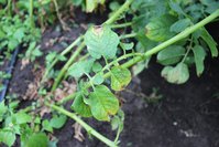 IMG_5787.jpg