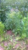 WP_20160710_009.jpg