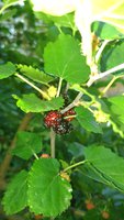 P_20160715_195112.jpg