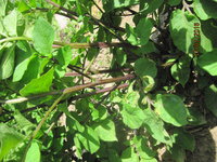 IMG_1474.JPG
