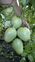 WP_20160720_040.jpg
